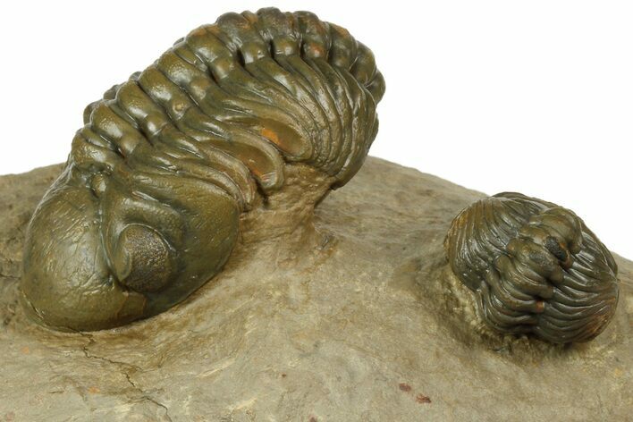 Two Beautiful Reedops Trilobites - Atchana, Morocco #186703